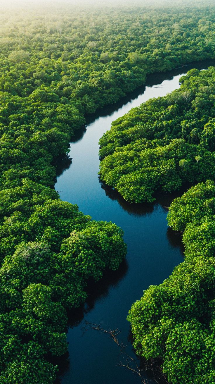 imagem que representa o clima equatorial